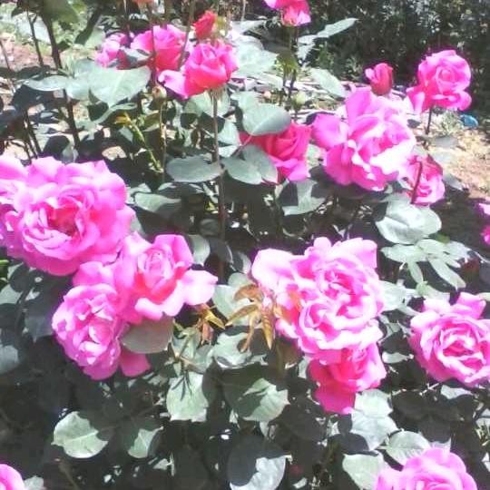 @爱你无悔🌹（香儿）