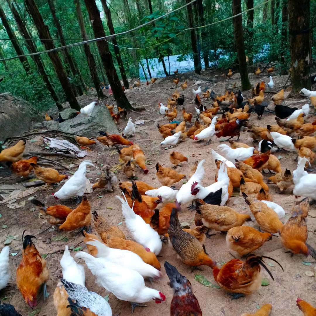湘怀雪峰山生态农场
