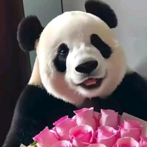 熊猫花🐼永生花束