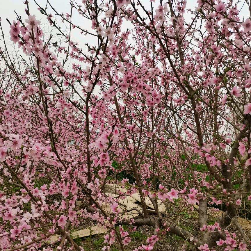 幸福一家用户8342418833396