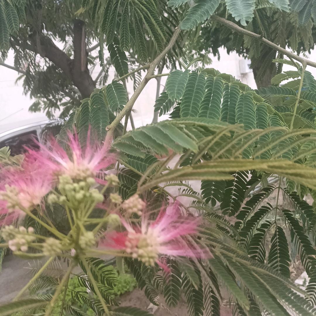 🌸🌸遗忘🌸🌸