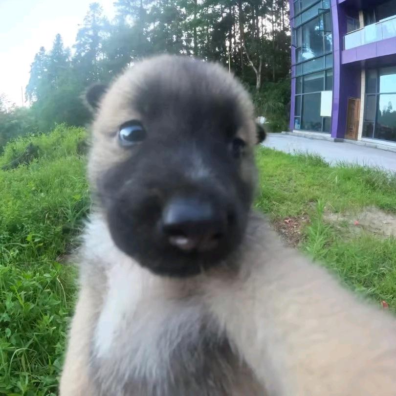 大马猴来也（见过梓渝版）