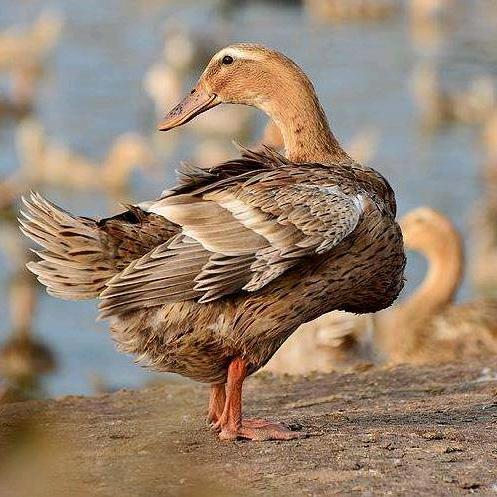 青年鸭供应商（金定鸭）