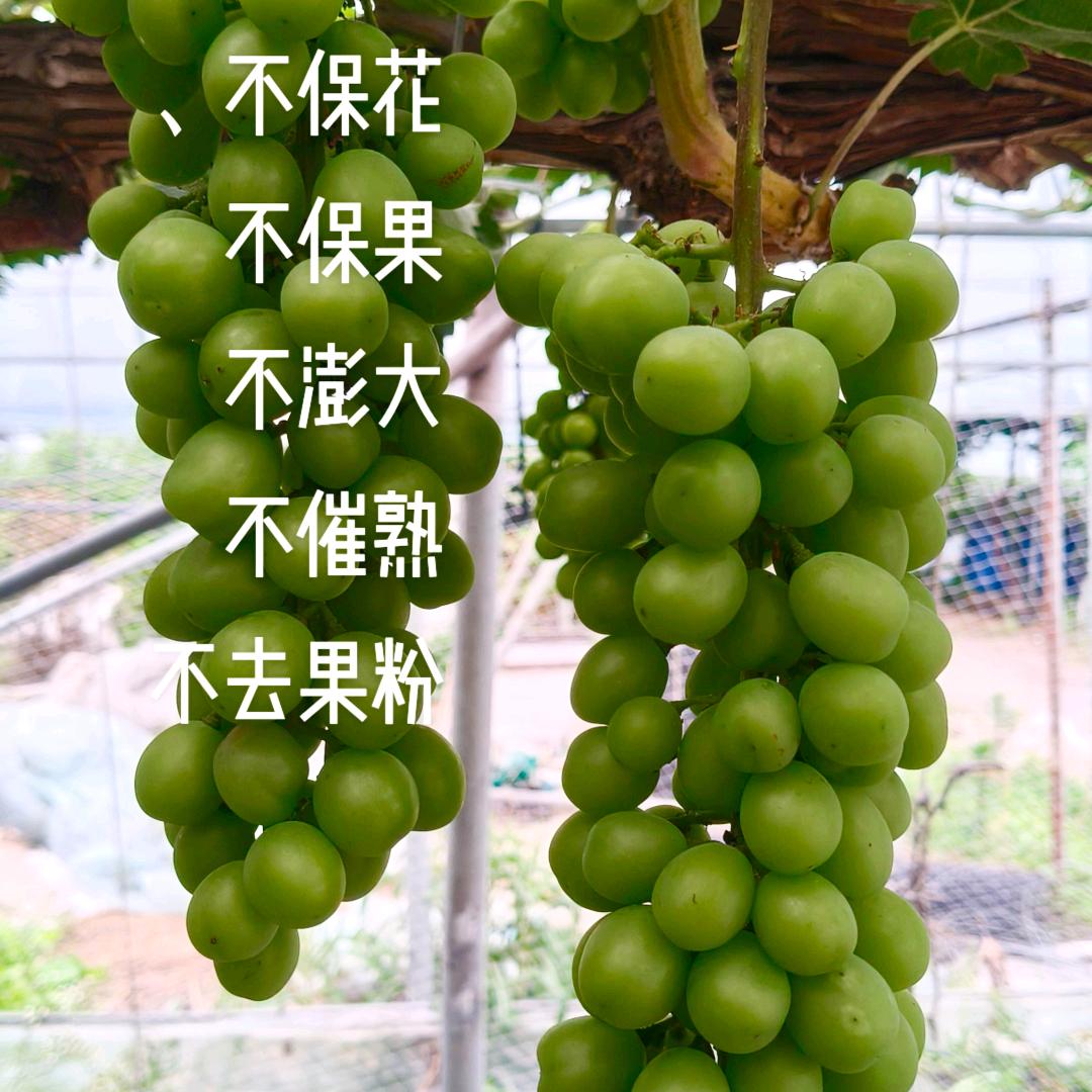 小蜗牛创意农场官方号