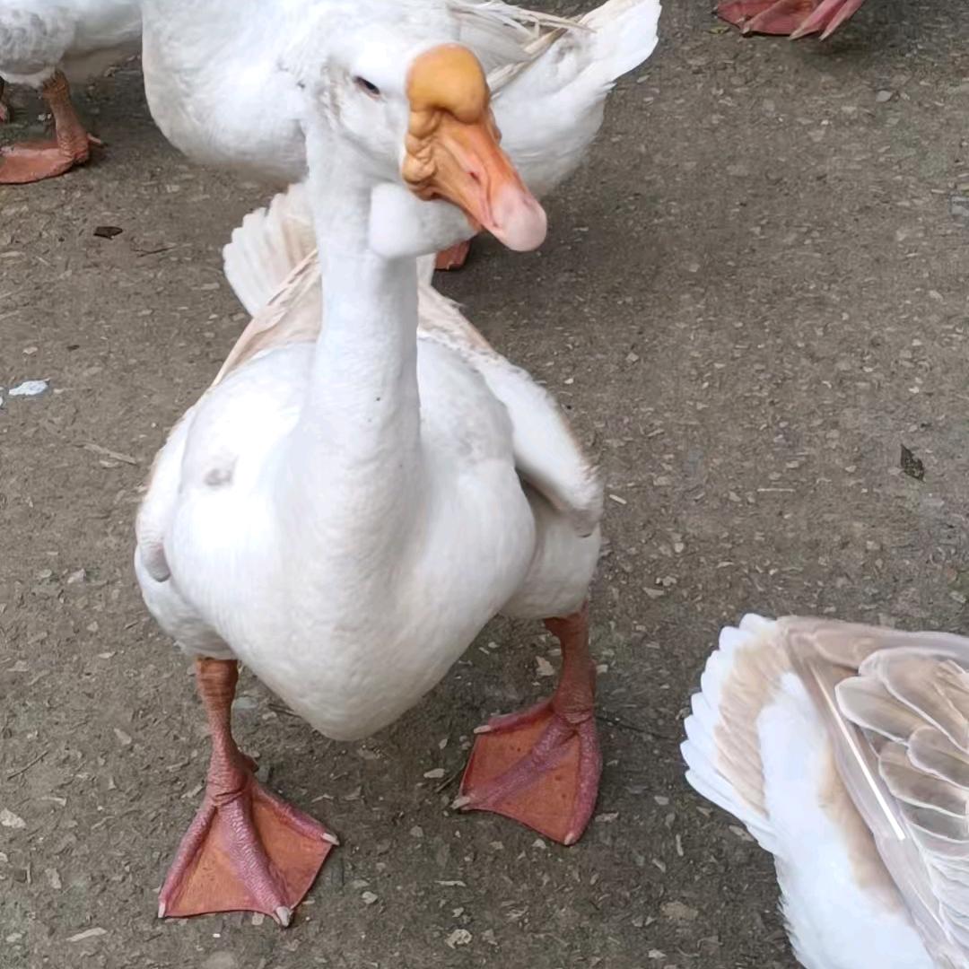 狮头鹅养殖…