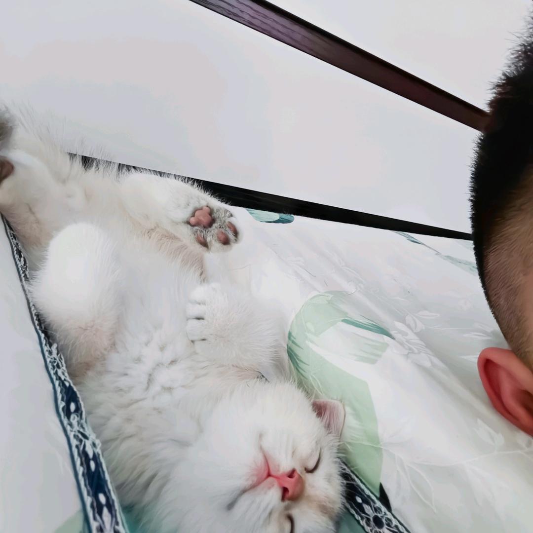 小刘马与🐱