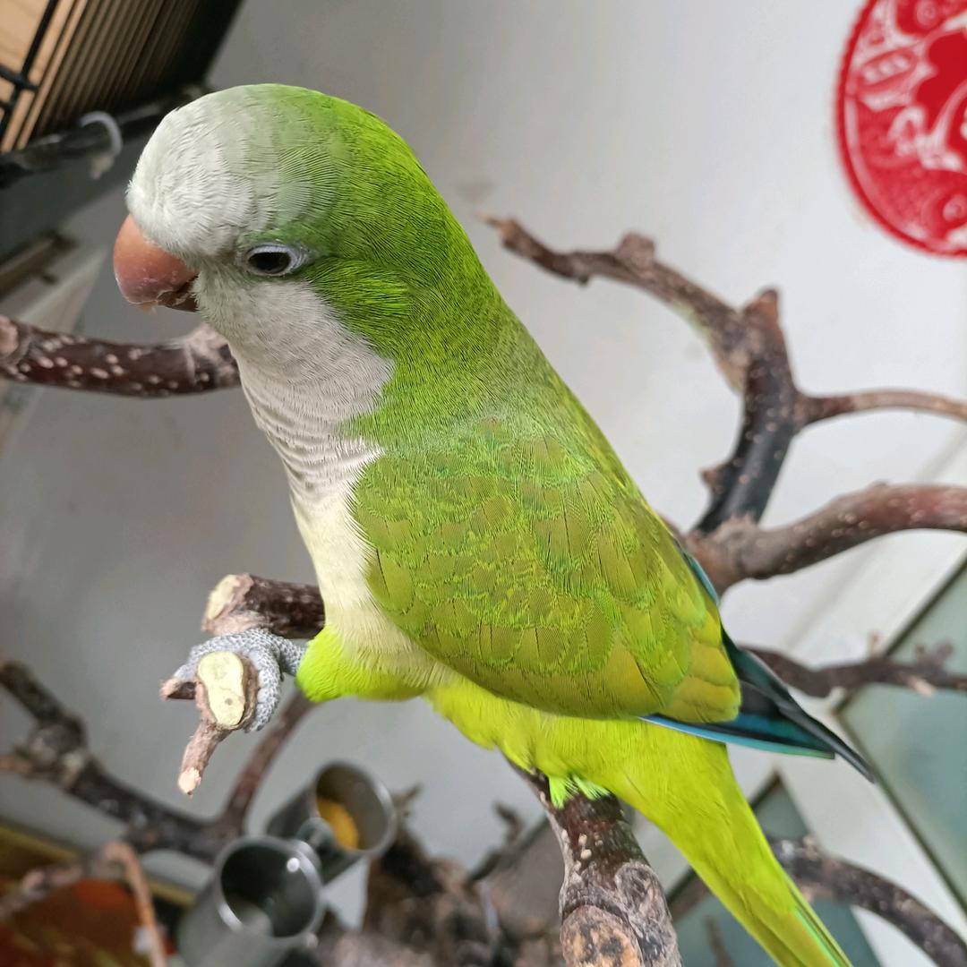 逗比鸚鹉毛毛