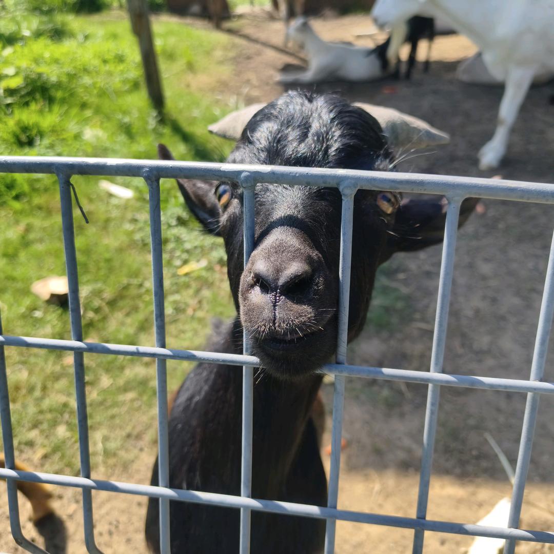 爱吃砒霜的小孩