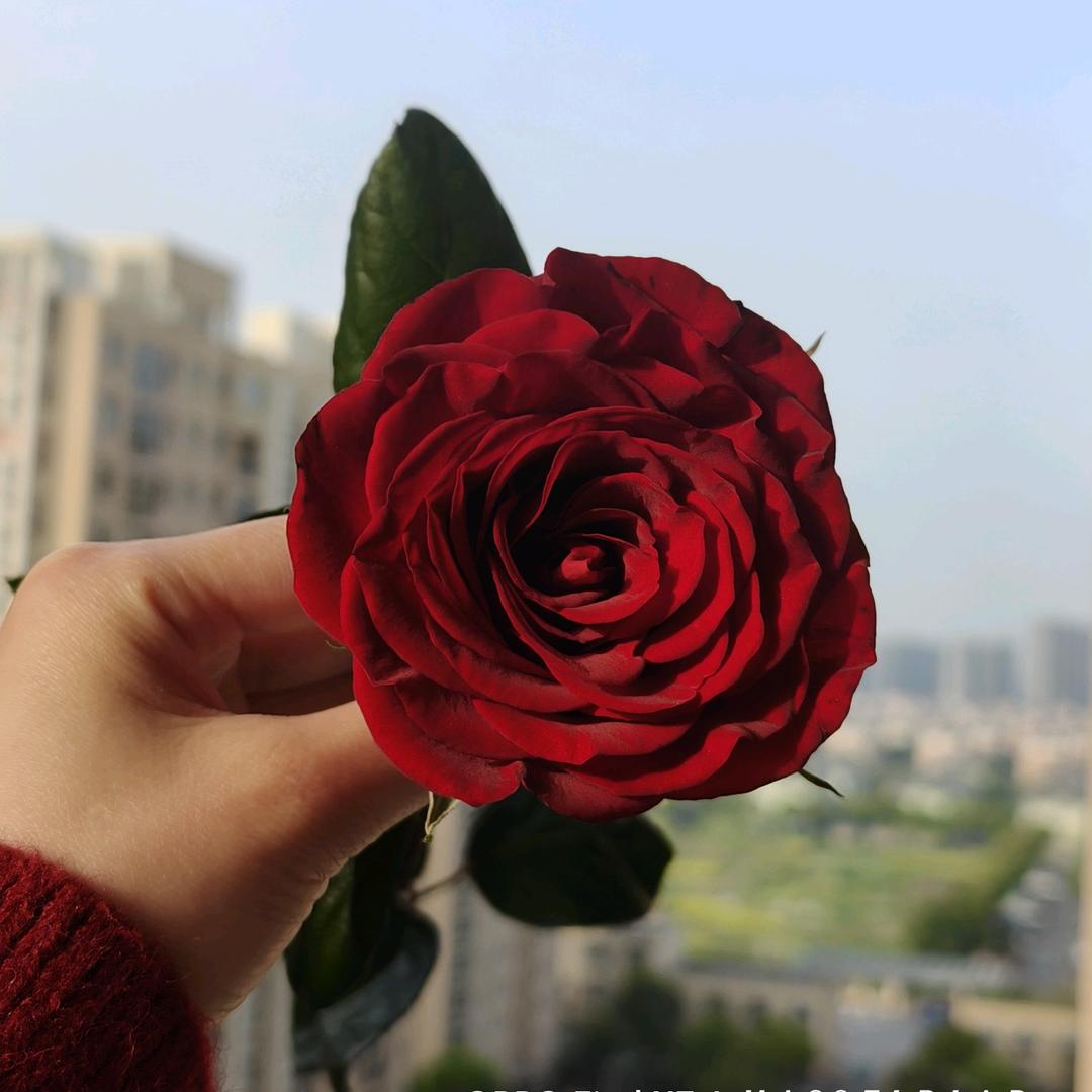 ☆语季