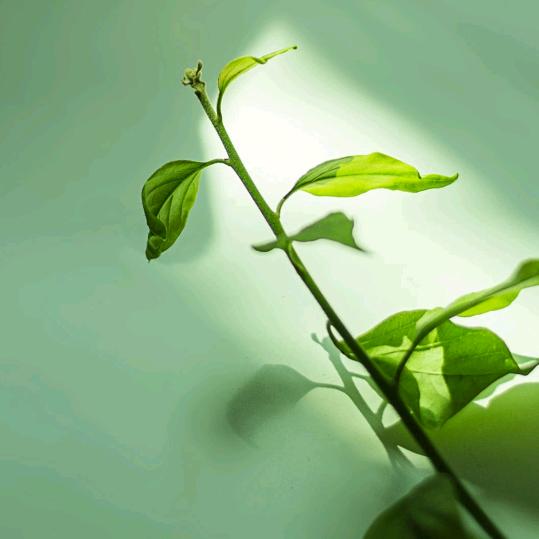 虾虾头发有点乱