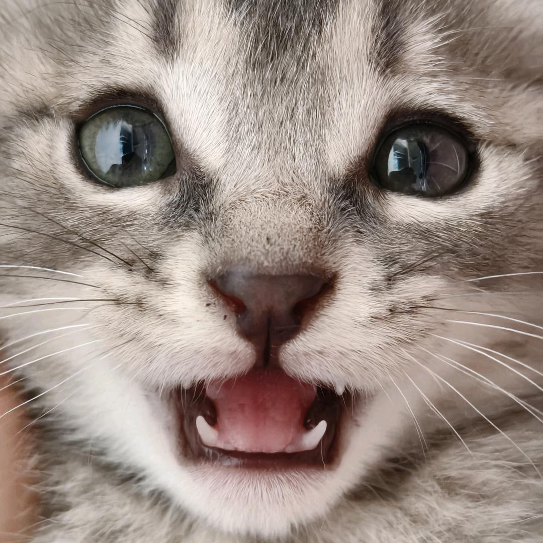 安静的灰崽(涨粉版)