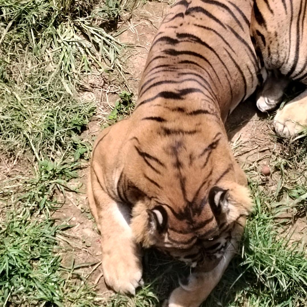( ⚆ _ ⚆ )邹师水电｡◕‿◕｡