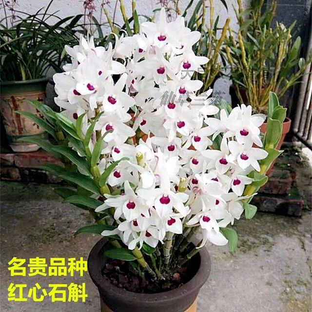 赤水市，长期谢氏金钗石斛生态园