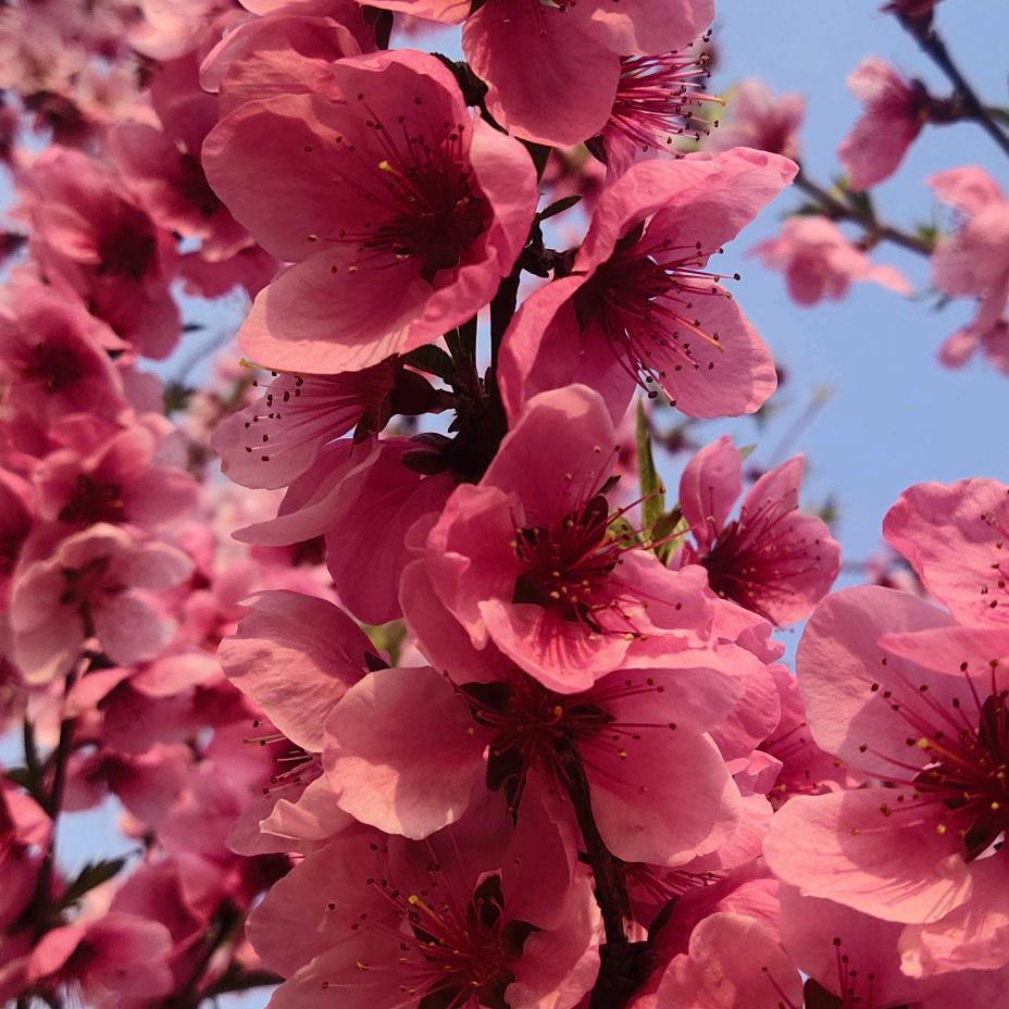 南城花落