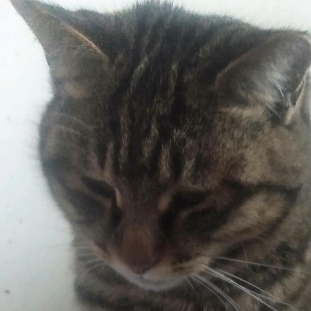 葡萄皮家的狸花🐱