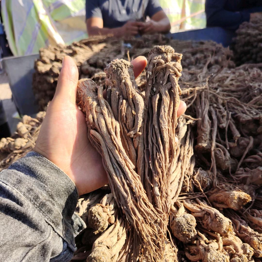 伟伟药业（当归  党参）