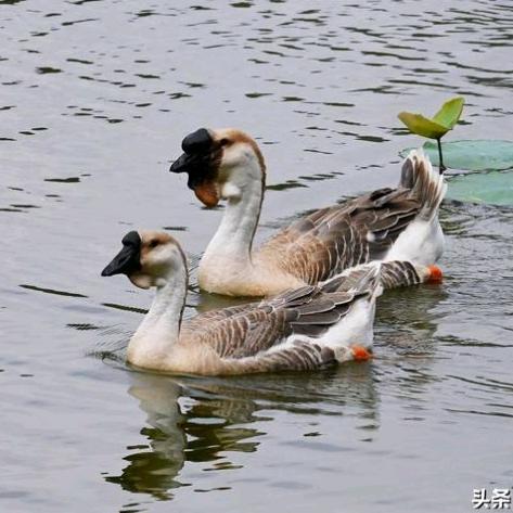 桑束百货农场店