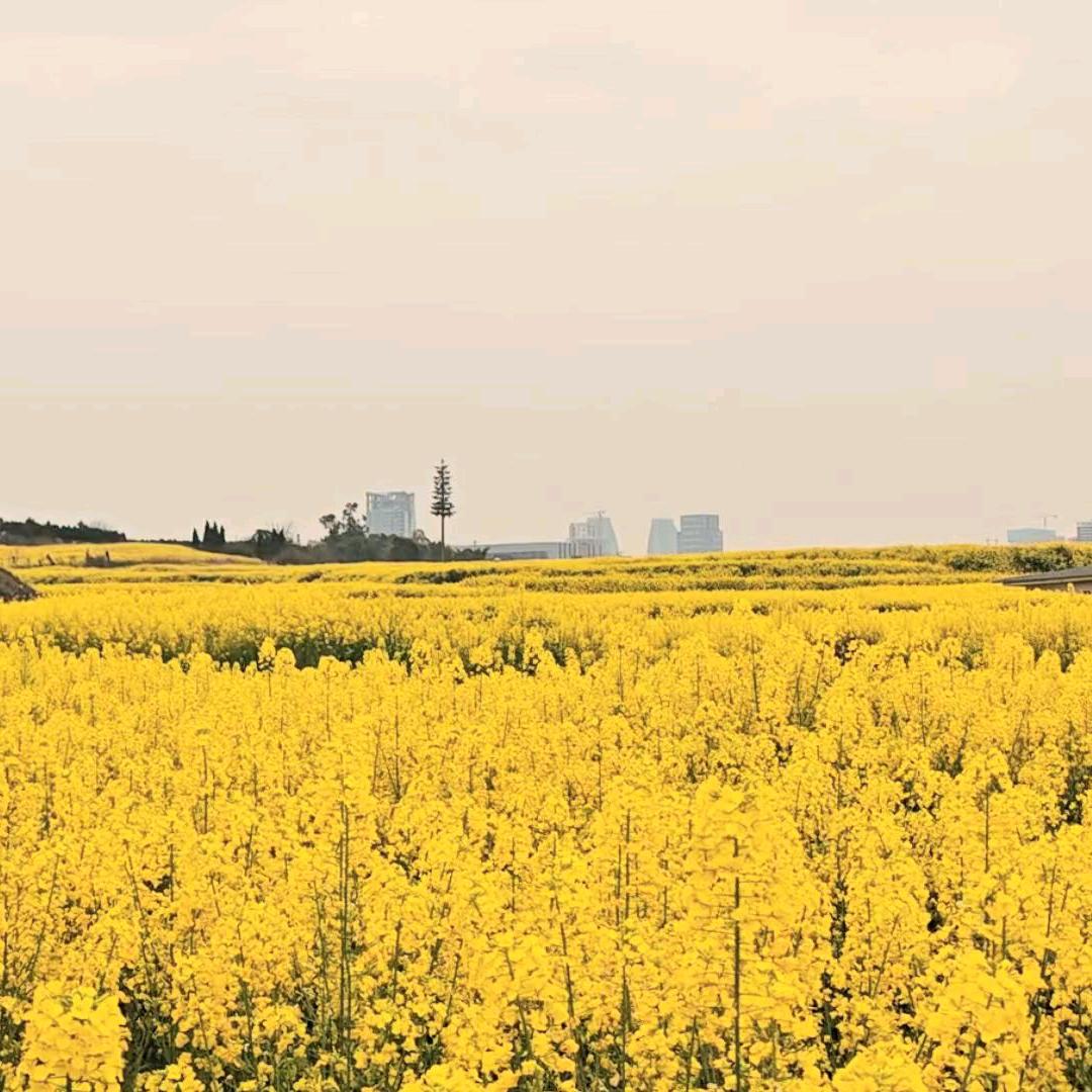 文化场论-世界观