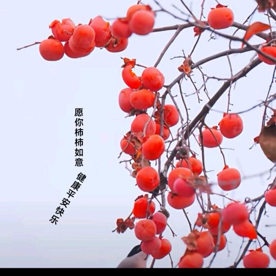 @（赵）锦绣前程