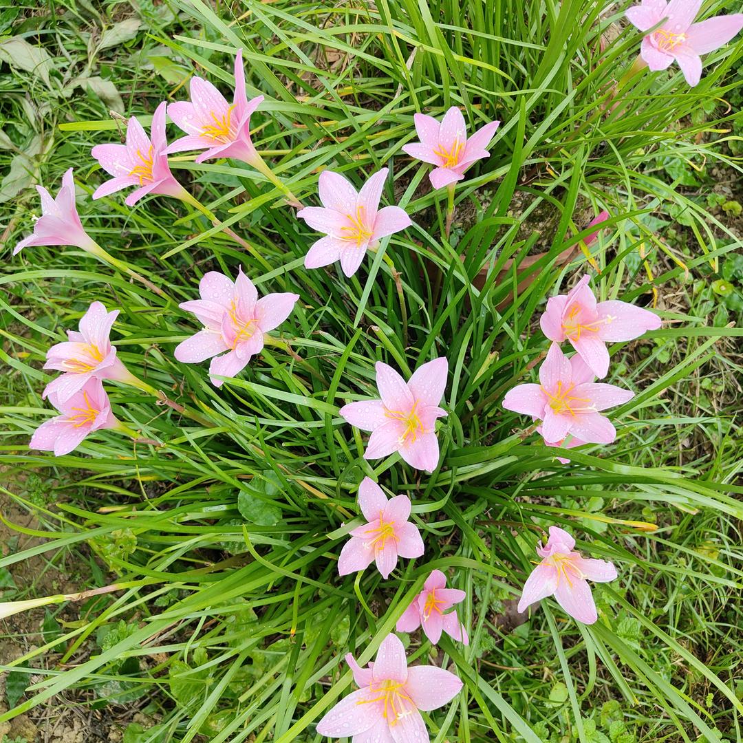 一切🌹🌹美好🌹🌹