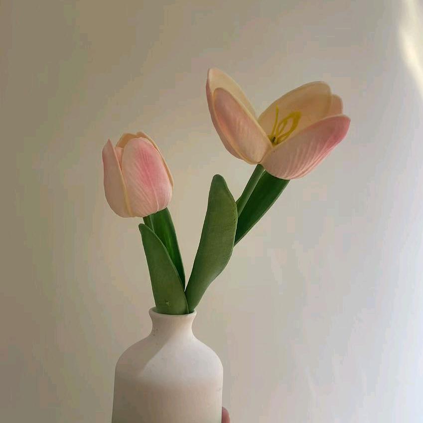 灵芝草。