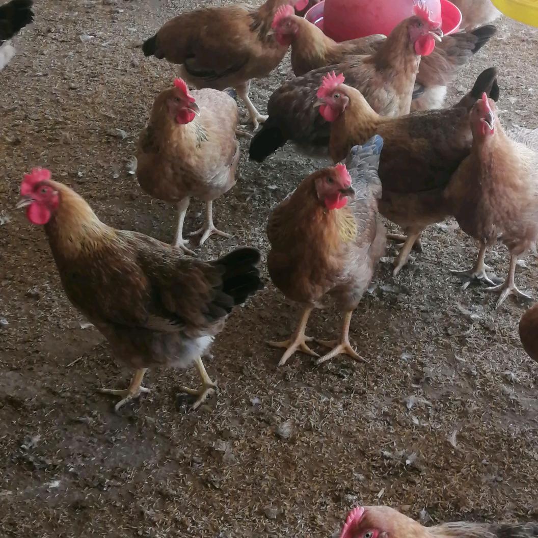 散养土鸡