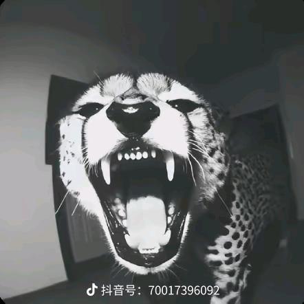 棉花糖 至上励合