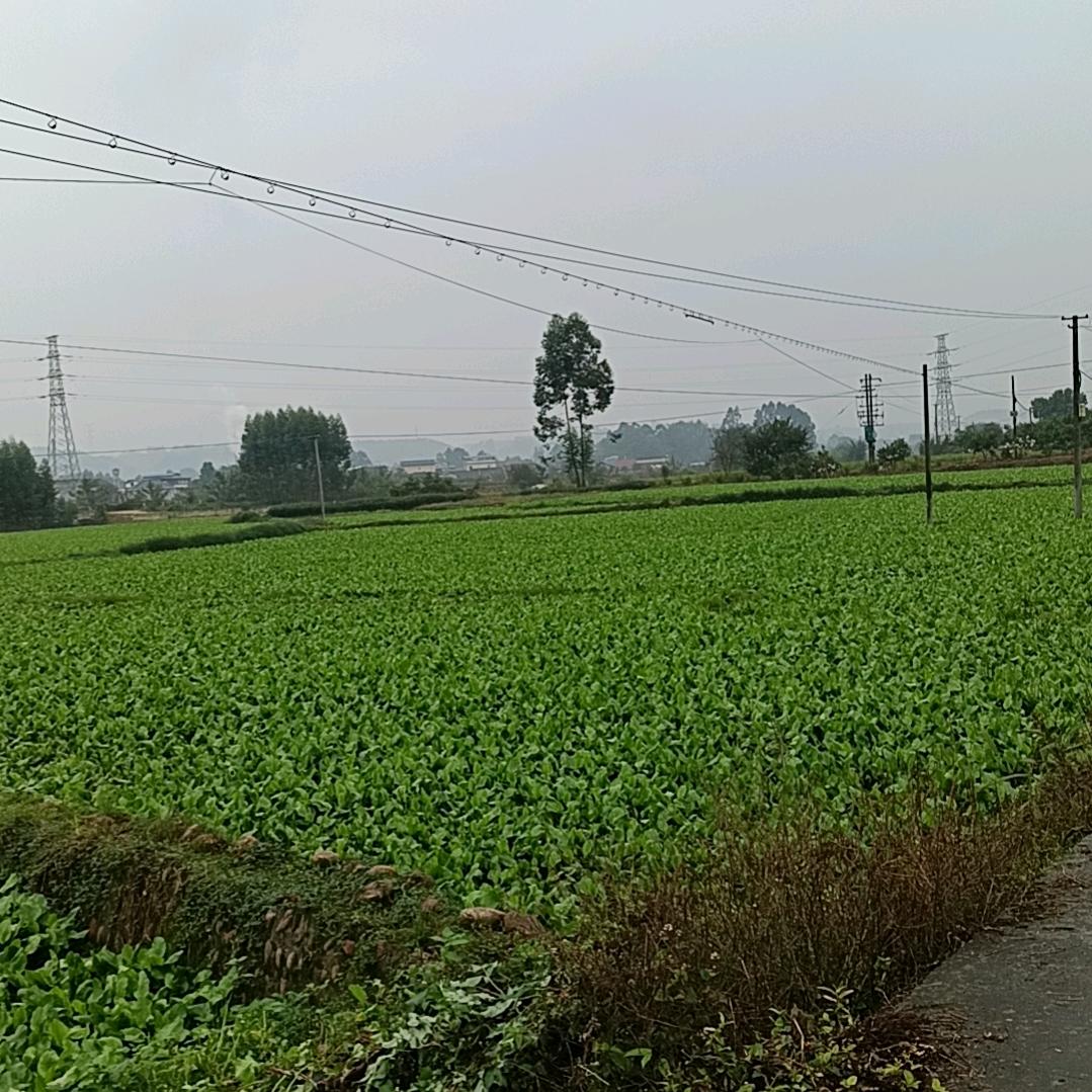 陈世均