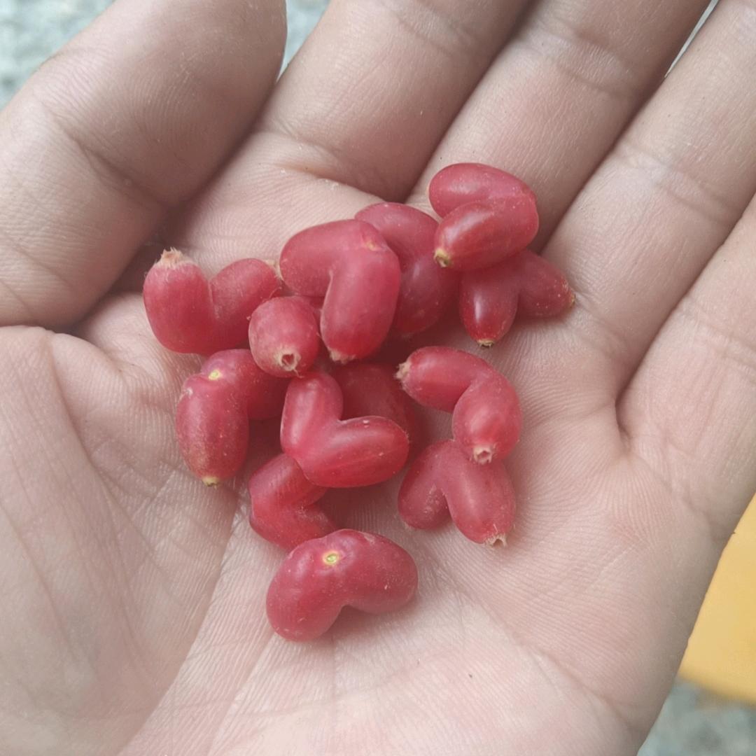 小疯哥
