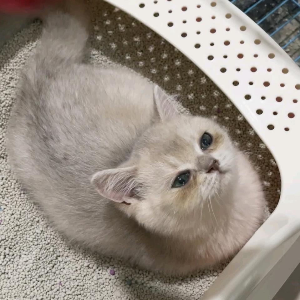 一只甜甜猫🐱