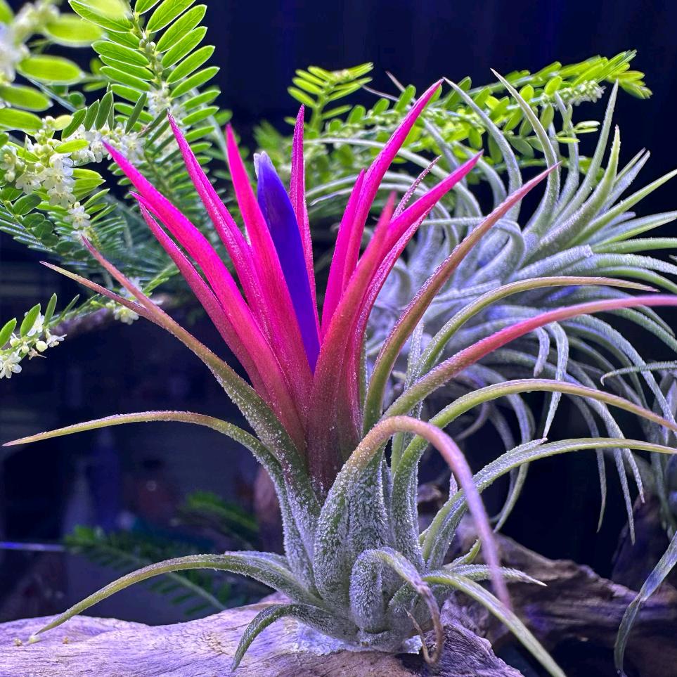 ༻魚影破蒼瀾༺