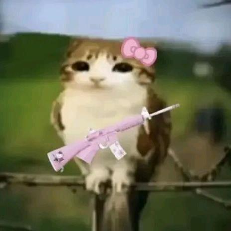 一直小猫米🌟