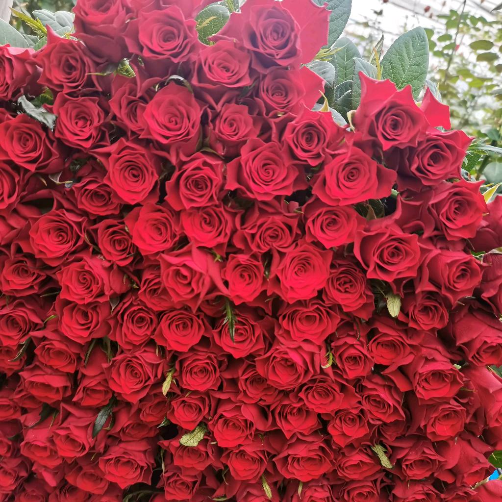 昆明斗南鲜花代购邱哥