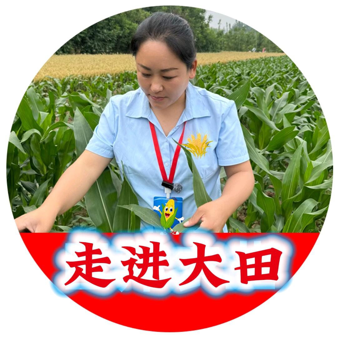 走进小麦田