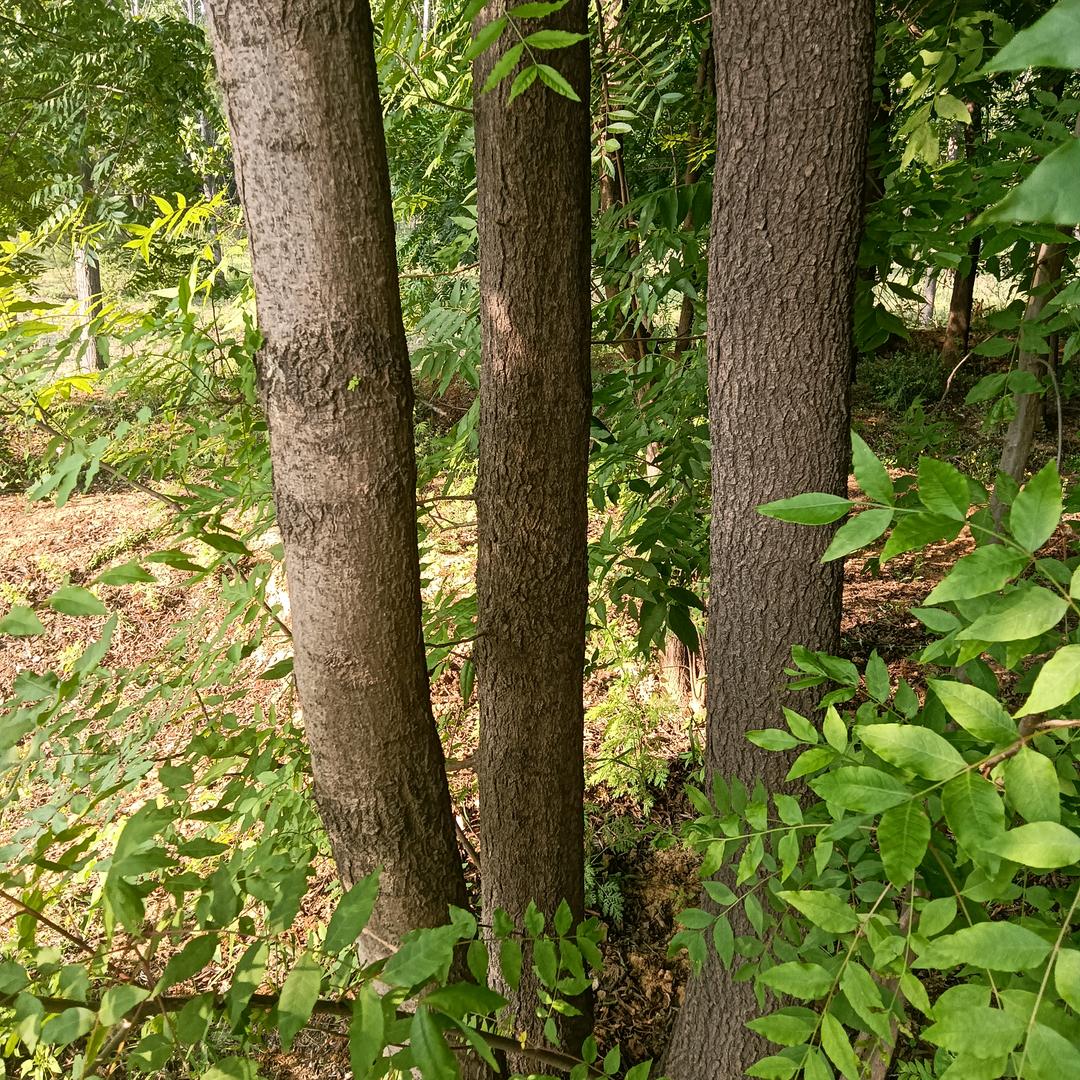 鹤壁付红林