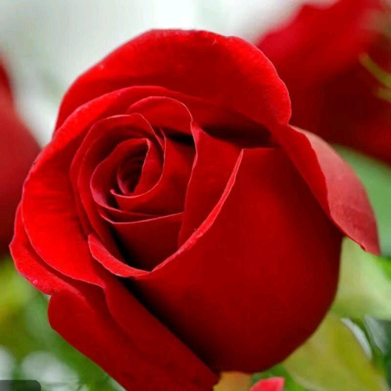 一生有你🌹