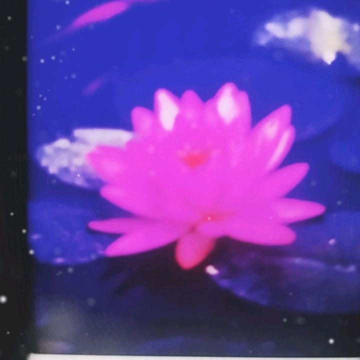 花开浪漫