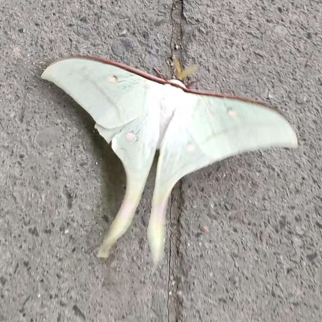 𓆉૮₍ ˃̵ᴗ˂̵₎ა