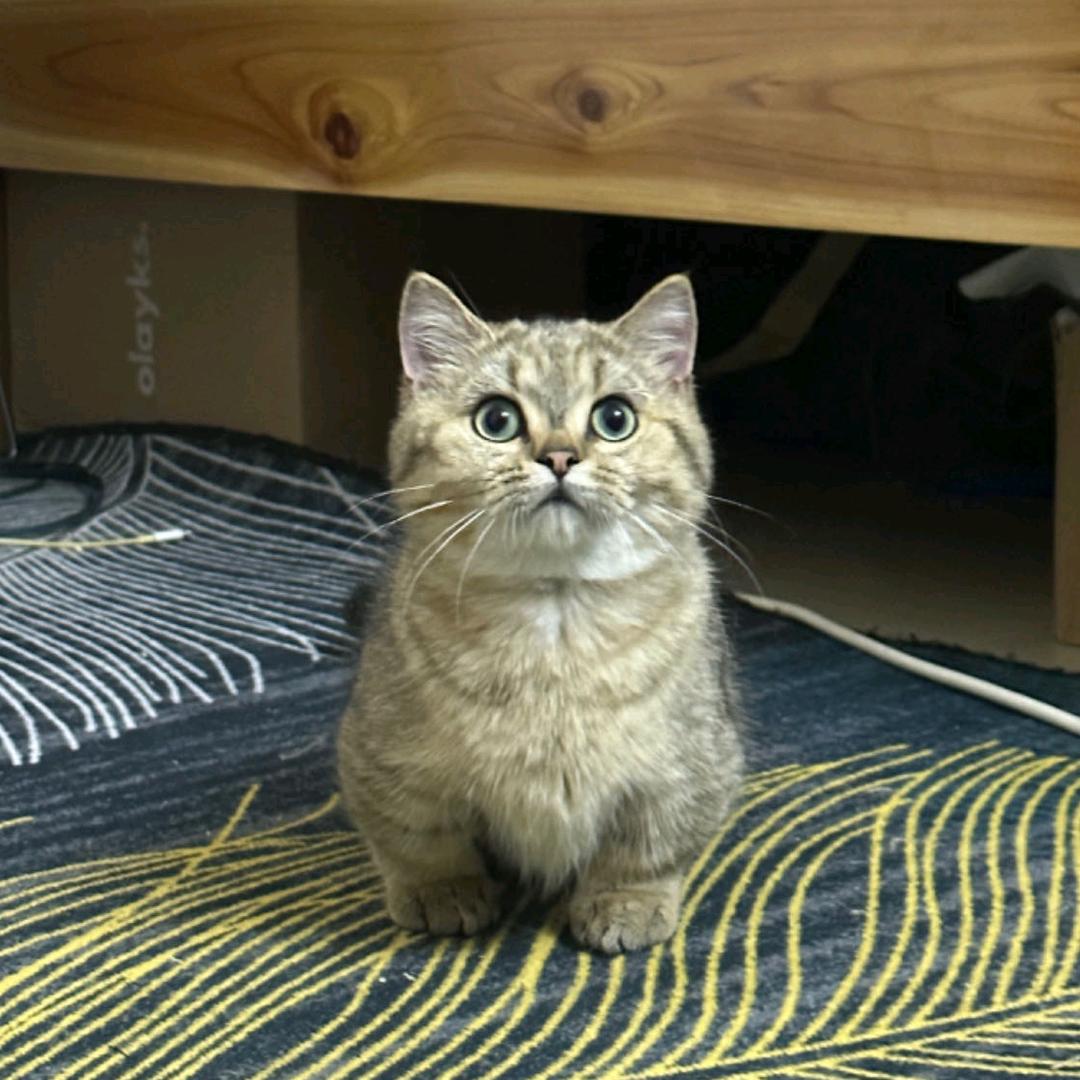 找猫帝