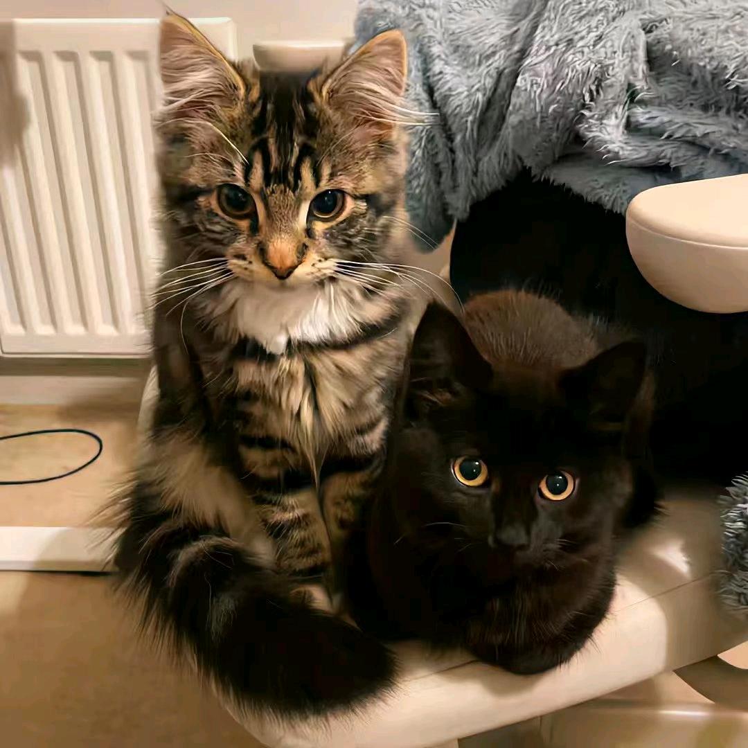 香蕉你个大菠萝