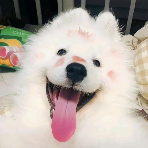 今天莓喝🧋