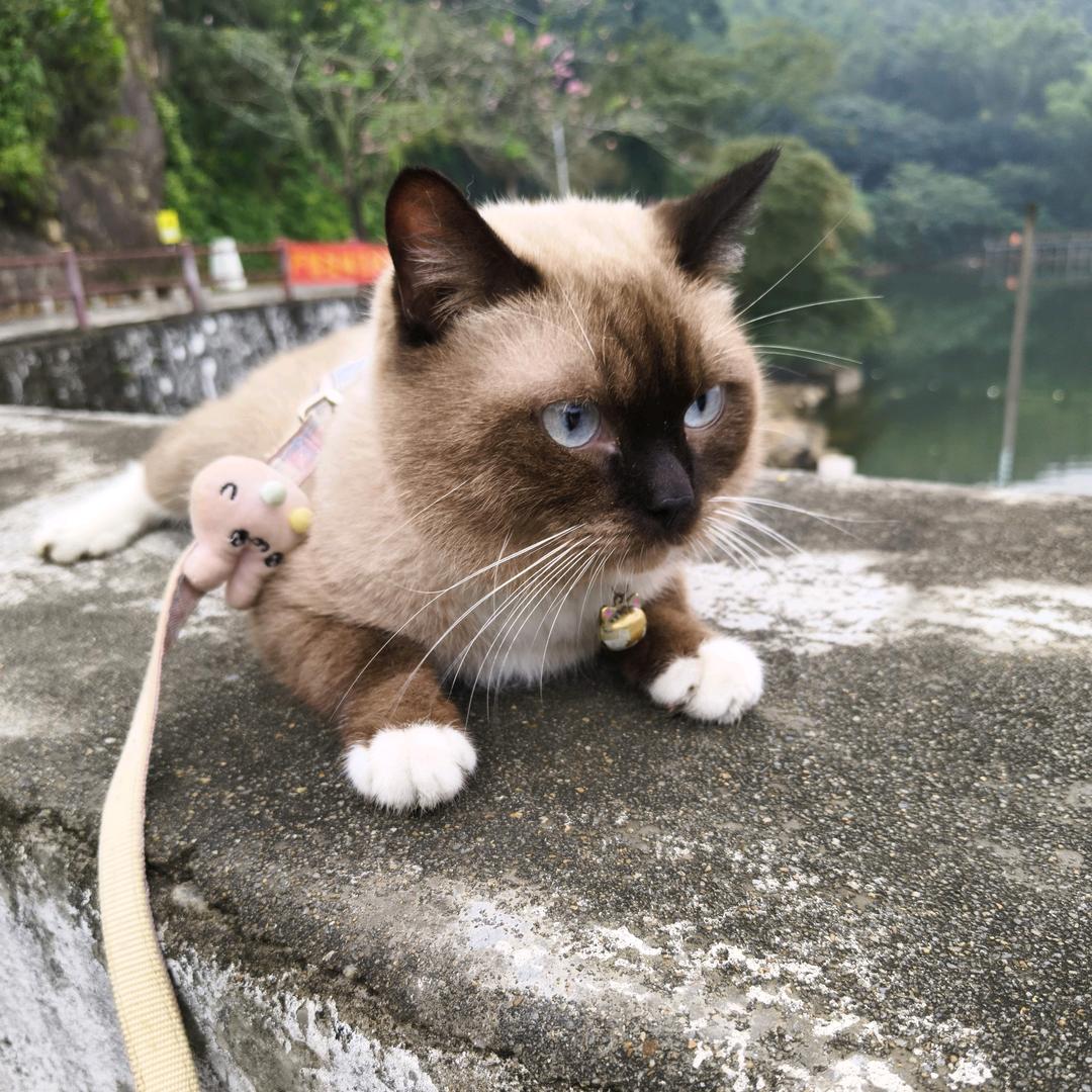 晓绪
