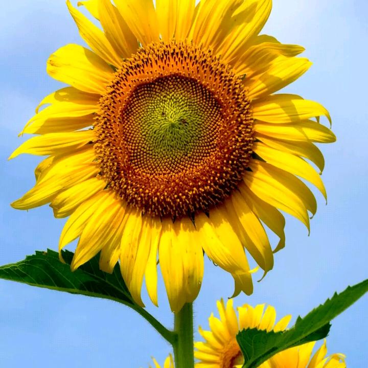 柯渡饭饭之交💋迷失