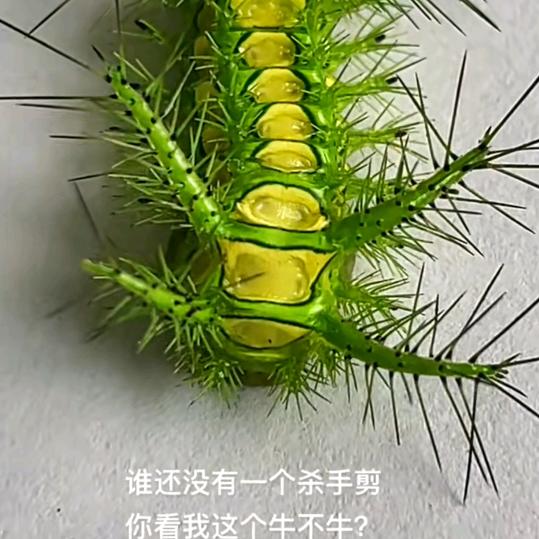 石泉文化路💐((🌺⥎🌺))🌹