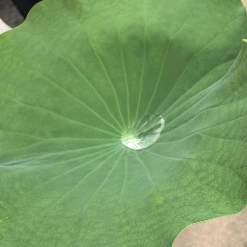 露珠