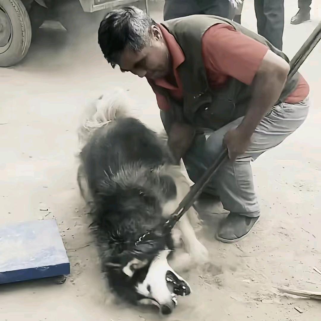 AAA镖哥专业套狗（浙江套狗王）