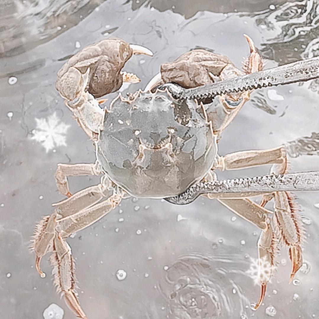 金利稻蟹渔业养殖基地