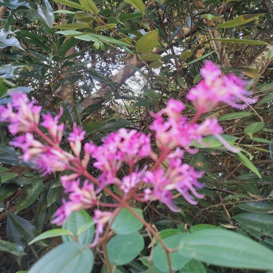 ༺ཌༀ枫🍁叶ༀൢꩵ࿚