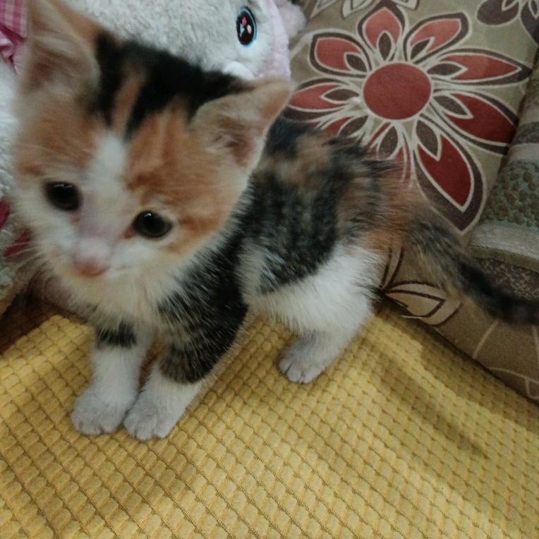 小喵喵