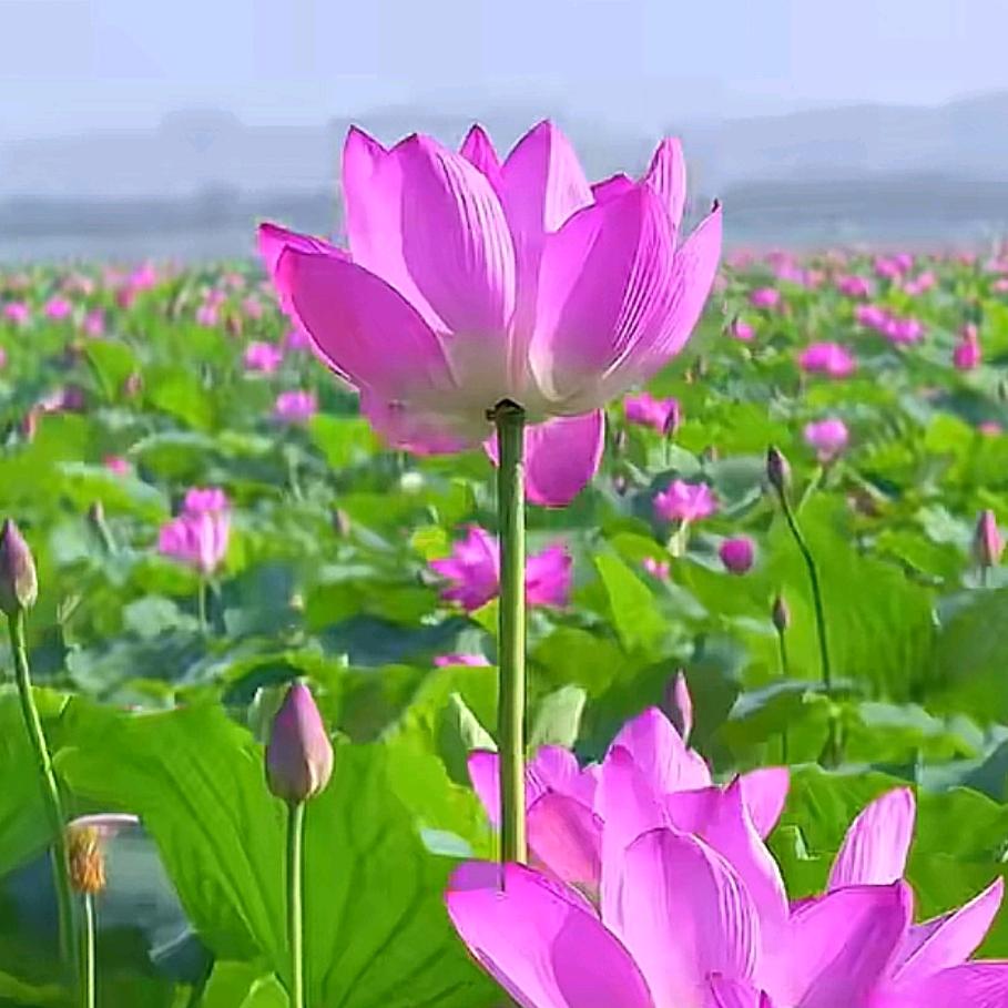 梦想飞扬